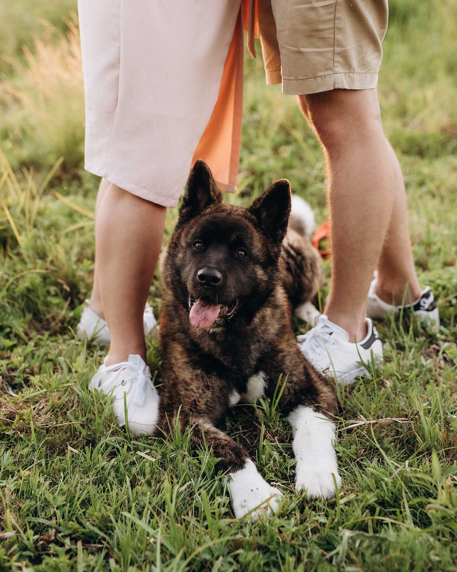 Clearview Counselling and Consulting, Looking at human-animal interaction