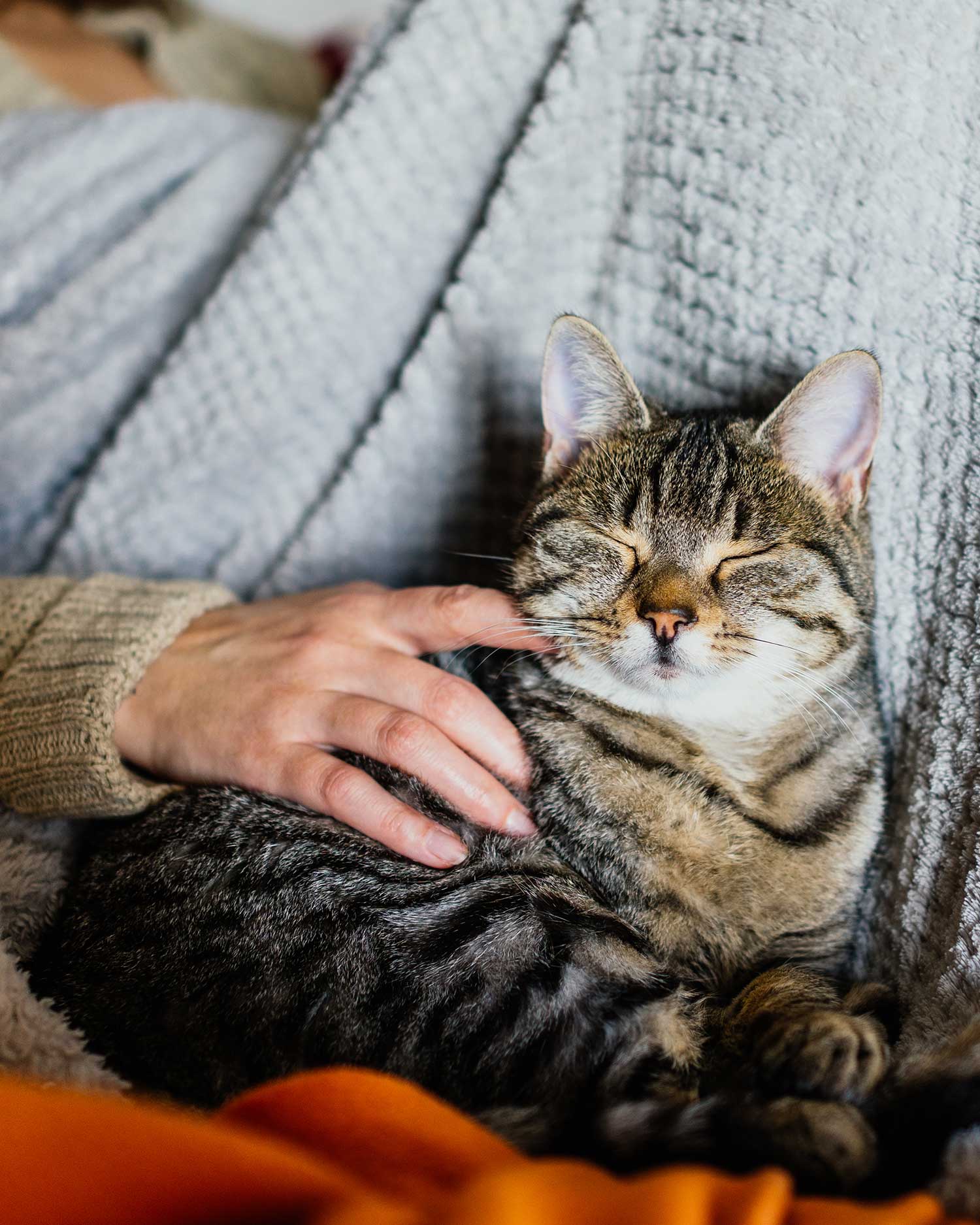 Clearview Counselling and Consulting, Person centred, animal informed practice