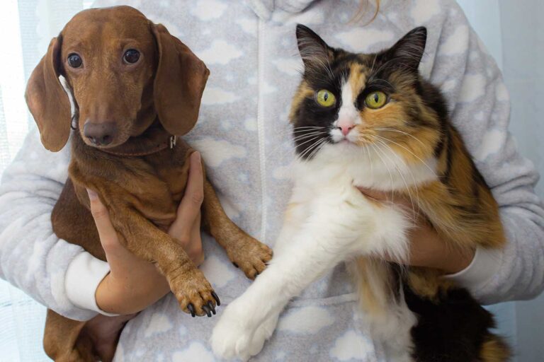 Clearview Counselling and Consulting, What is ‘Human Animal Interaction ’in a counselling context?